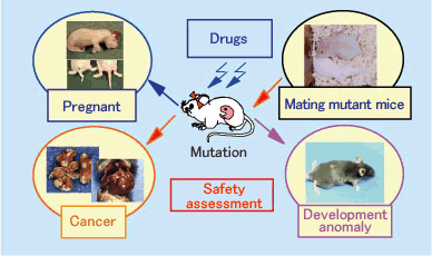 Development and application of highly sensitive mouse strains for the evaluation of the safety of pharmaceutical products
