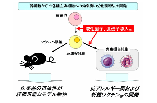 ヒト iPS 細胞からの効率良い肝細胞への分化誘導法および成熟化法の開発