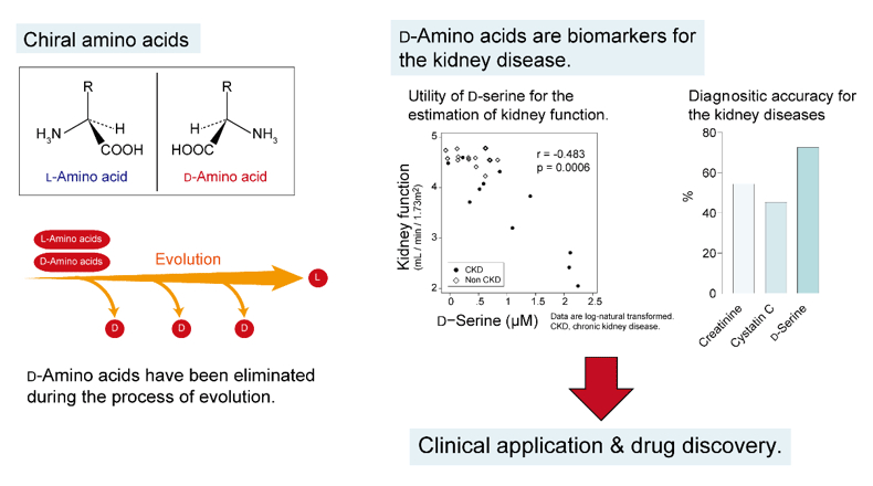 D-Amino acids for clinics