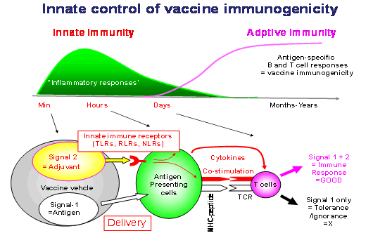 Innate control of vaccine immunogenicity