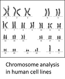 Chromosome analysis in human cell lines