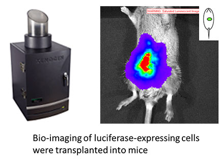 Bio-imaging of luciferase-expressing cells were transplanted into mice