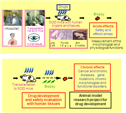 Human disease tissues in SCID mice for drug development and safety evaluation