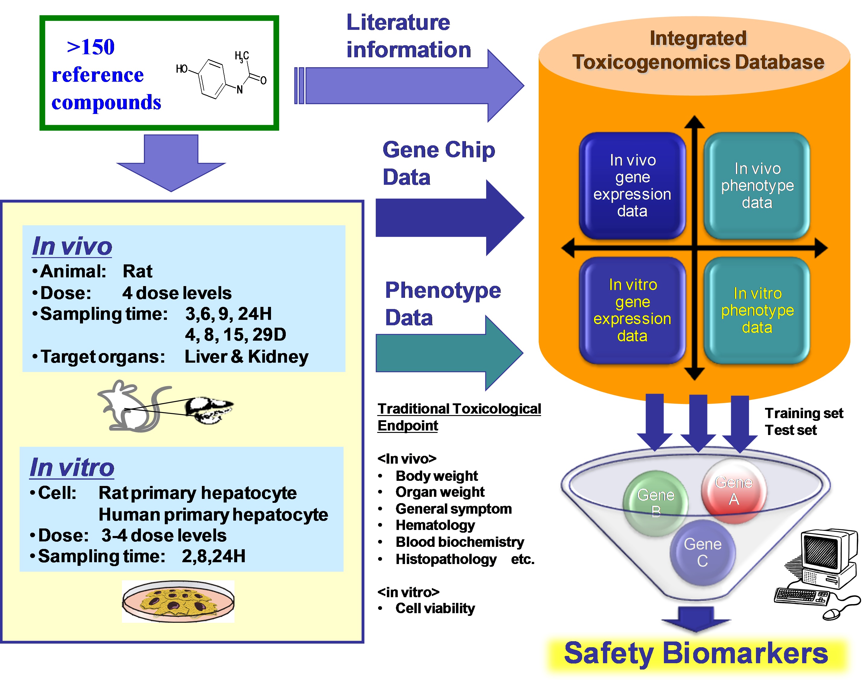 Outline of safety biomarker development