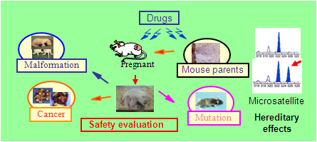 Development and application of highly sensitive mouse strains for safety evaluation