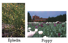 Ephedra Poppy