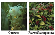 Curcuma Rauwolfia serpentina